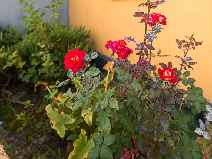 Casas en venta y pisos alquiler - 3